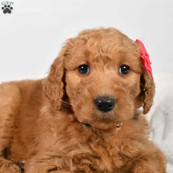 Carly, Goldendoodle Puppy